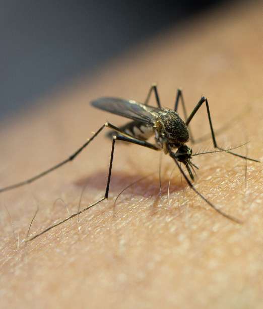 Mosquito encima de la piel