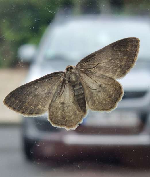 Polilla grande